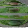 lyc thersamon larva2 volg4